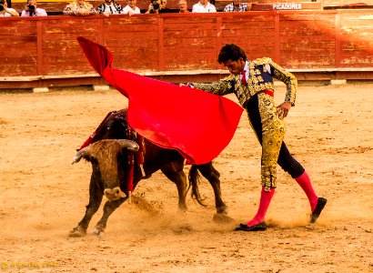 Toros photo