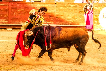 Toros photo