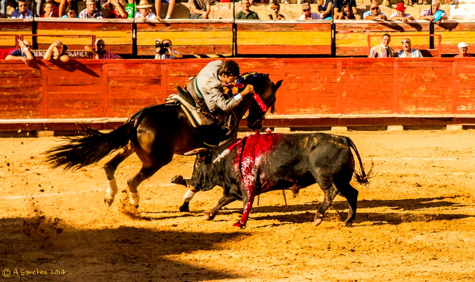 Toros 