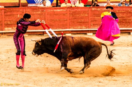 Toros photo