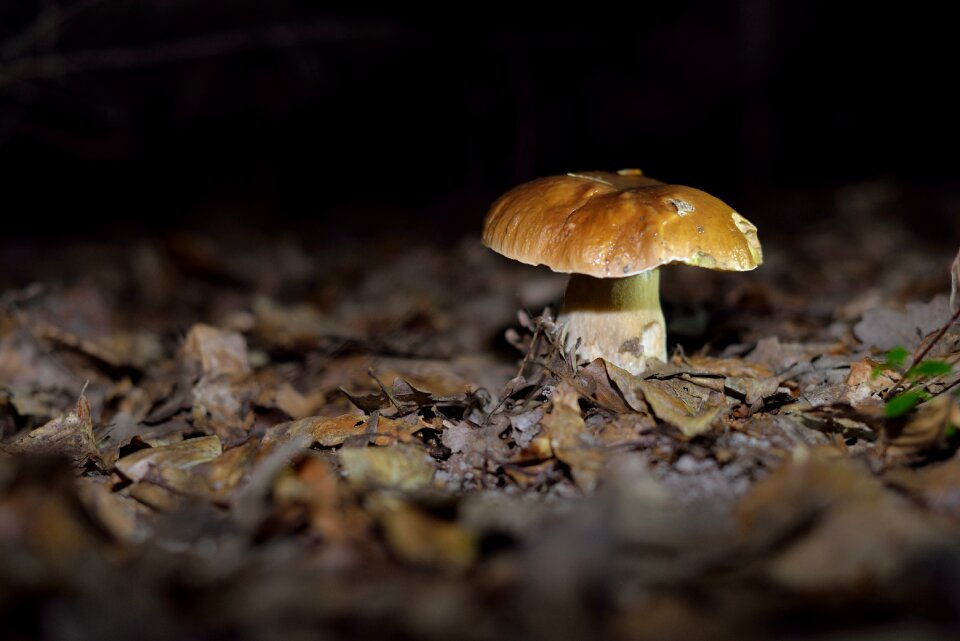 Forest autumn nature