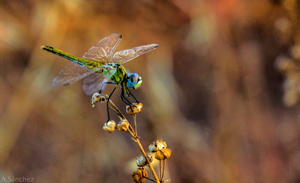 Libélula 1 photo