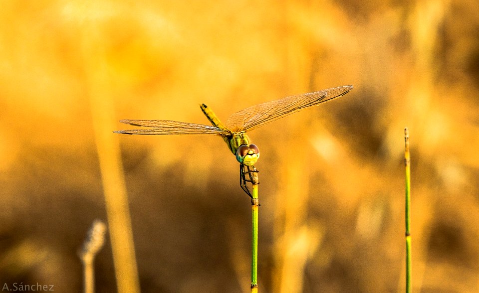 Libélula 2 photo