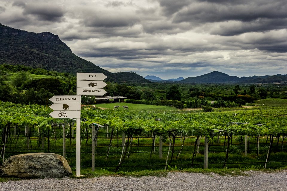 Vineyard Hua Hin Thailand #cre8ivequest #Thailand #vineyar… 