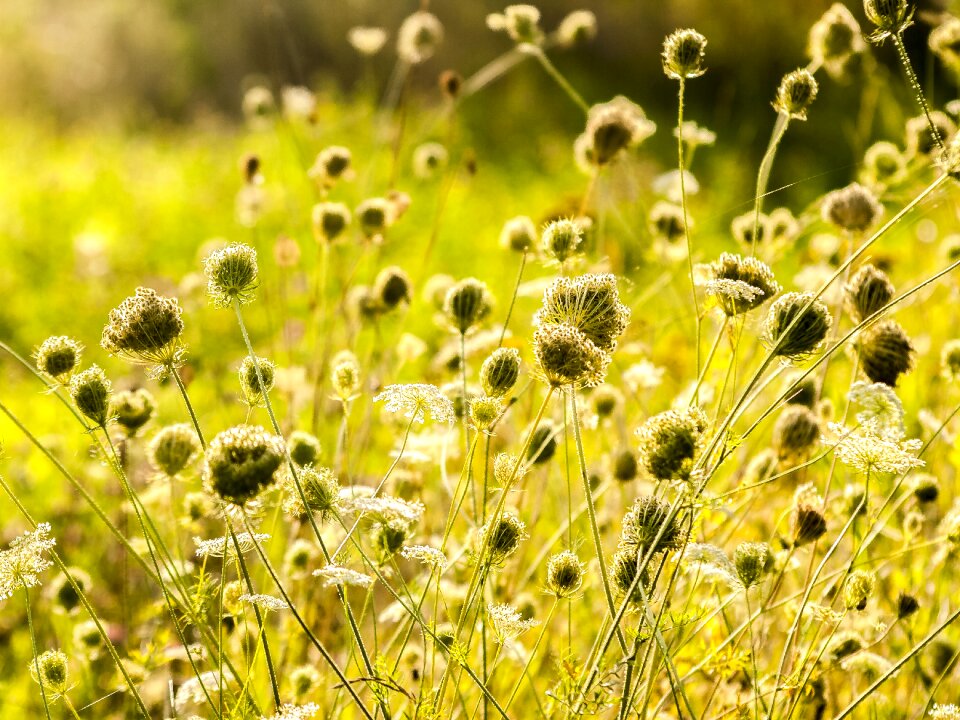 Wild carrot plant nature