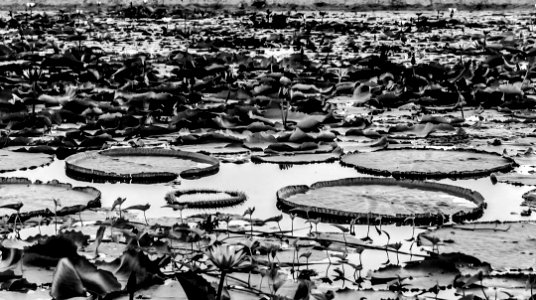 #cre8ivequest #3XSPUnity #blackandwhite #bnw #monochrome #… 