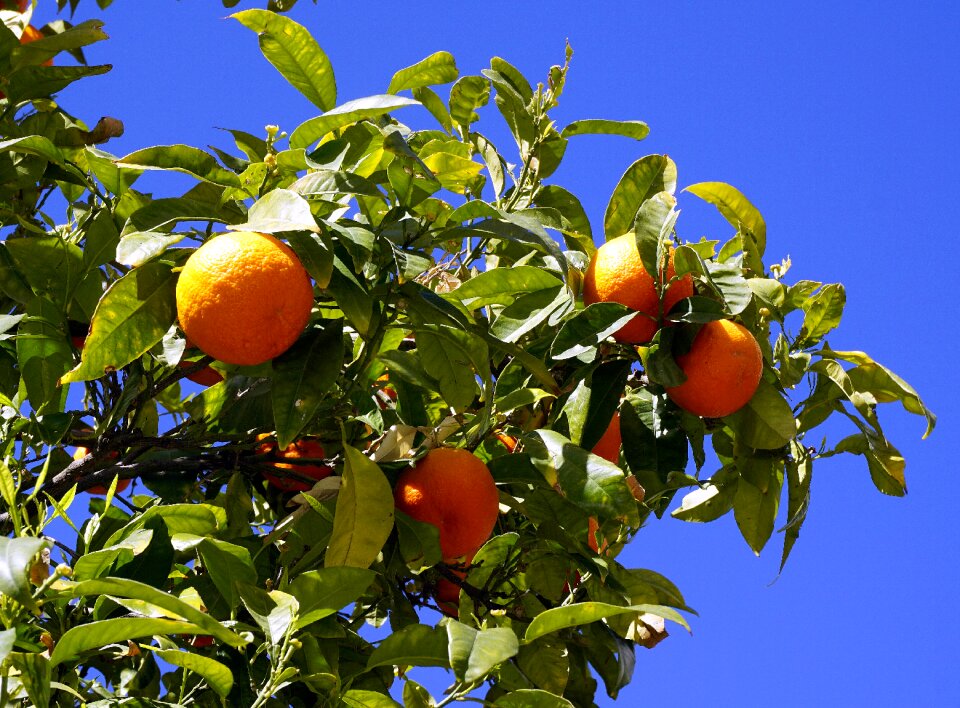Naranjo nature tree