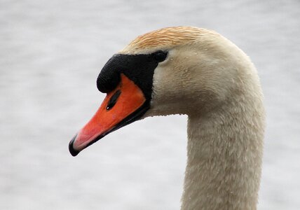 Danish national bird water photo