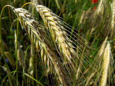 Nature food agriculture