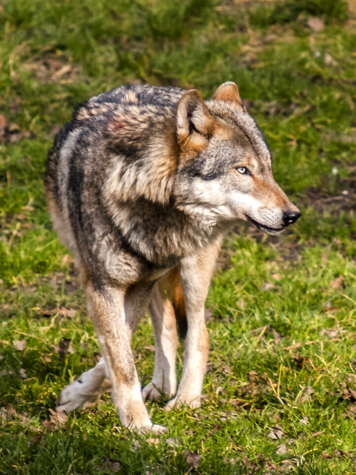 Animal mammal nature