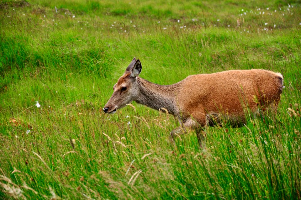 Nature animals mammal