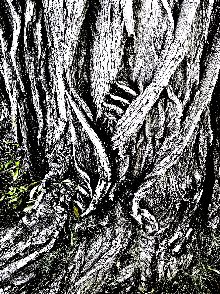 woodcut 