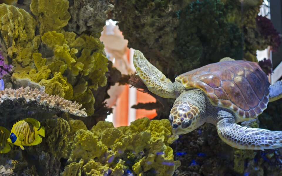 Maritime museum sea turtle water