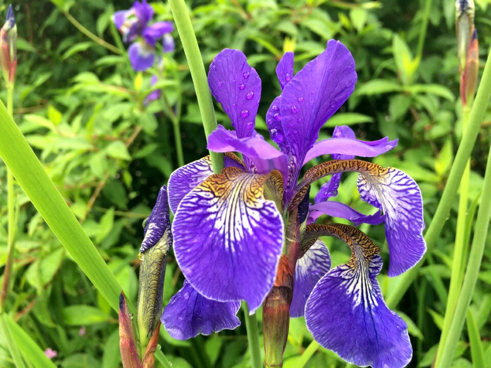 Spring floral gardening
