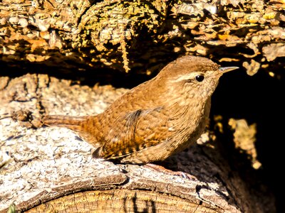 Garden bird nature animal