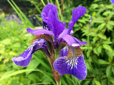 Spring floral gardening