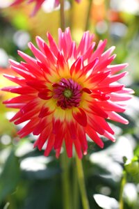 Flower garden ornamental flower plant