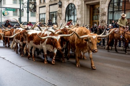 Longhorn cattle on parade - Denver photo