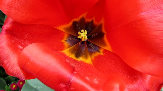 Network nature petals