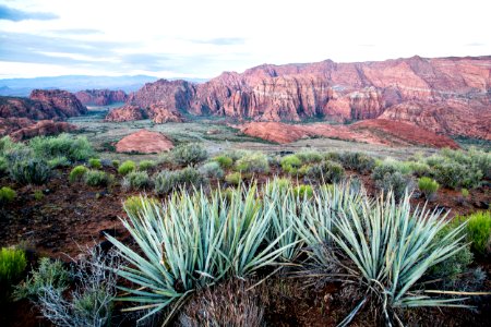 Native plants at Red Cliffs photo