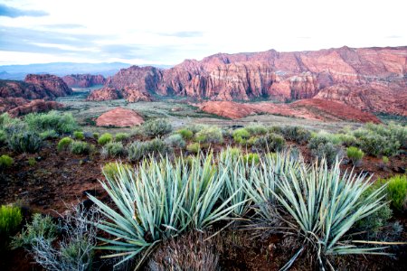 Native plants at Red Cliffs 