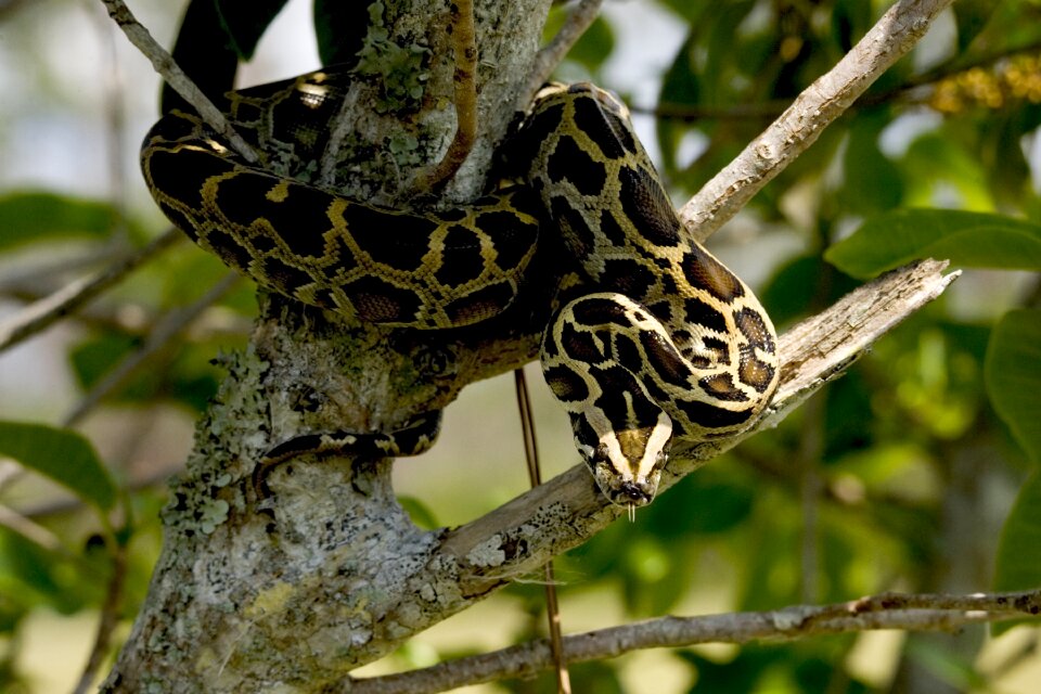 Nature wildlife tree