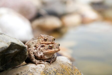 Toad migration nature pairing