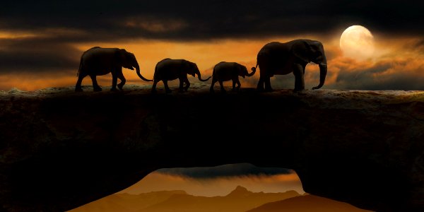 Animals 
