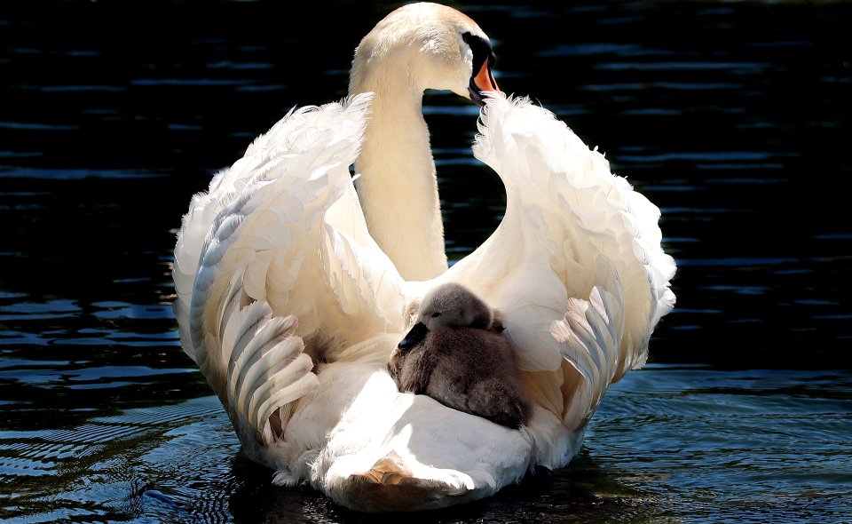 Animals 
