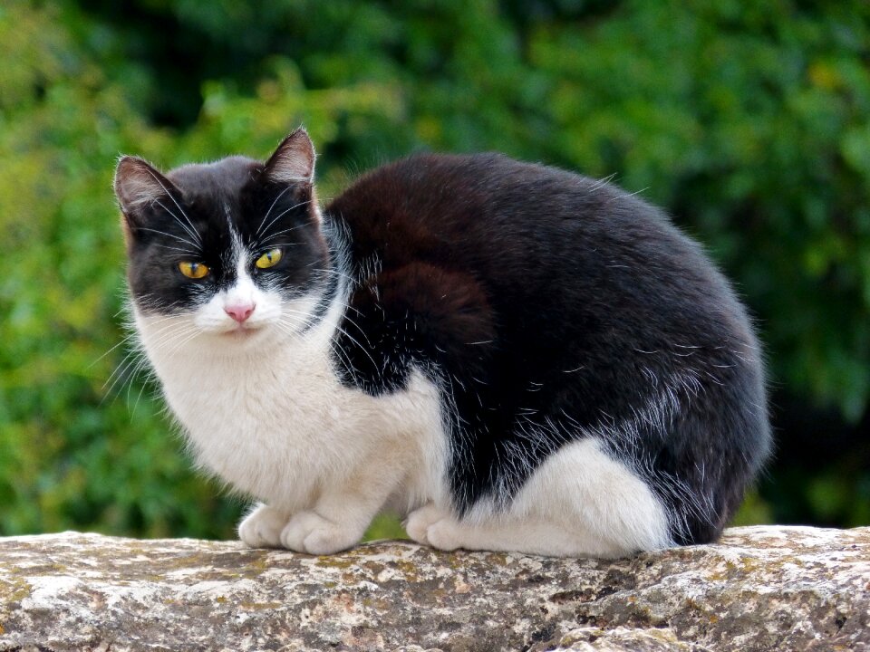 Black and white rock feline