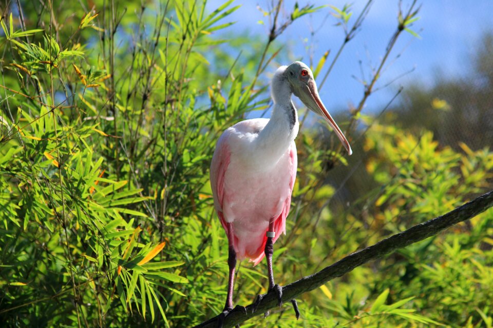 Pink birds birds nature