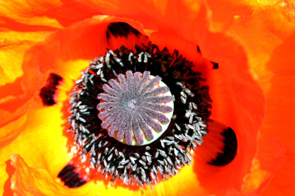 Garden nature petal