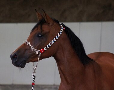 Stallion horse head arabian horse photo