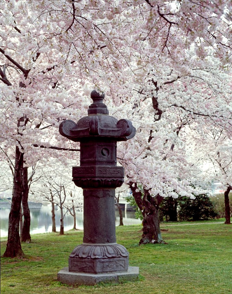 Cherry Blossoms 