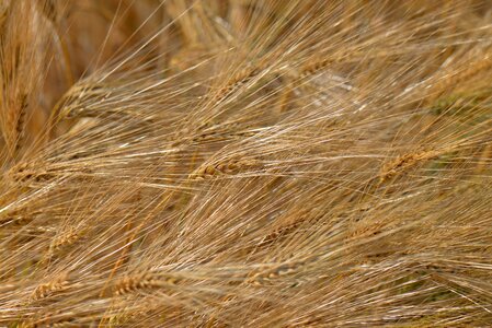 Field barley field agriculture