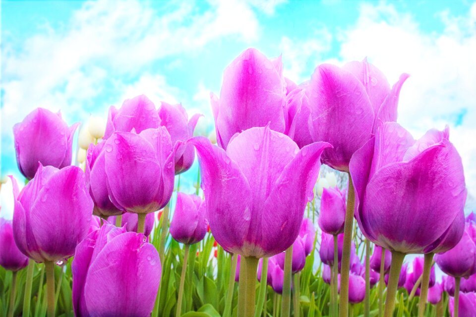 Flowers bloom garden