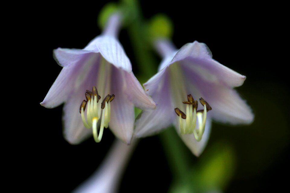 Forest flowers landscape