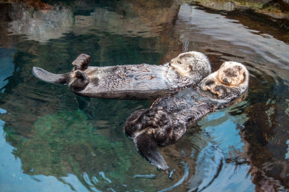 Aquarium oceanarium otter