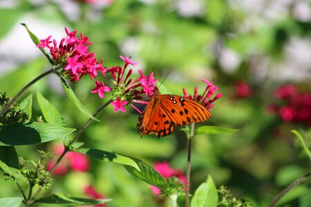Butterfly flowers nature photo