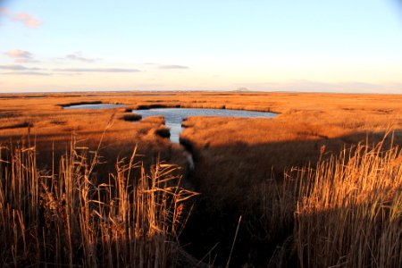 Wetlands 