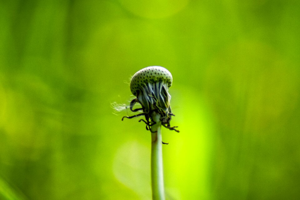 Nature plant macro