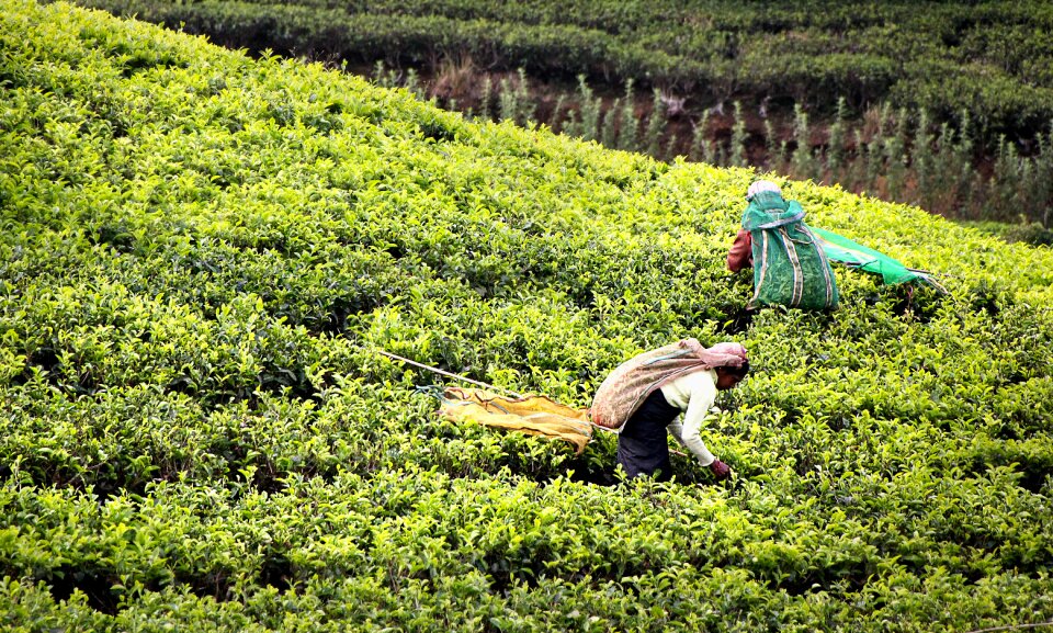 Sri lanka worker inside tea pickers