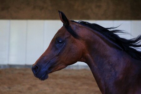 Horse head arabian horse thoroughbred arabian photo