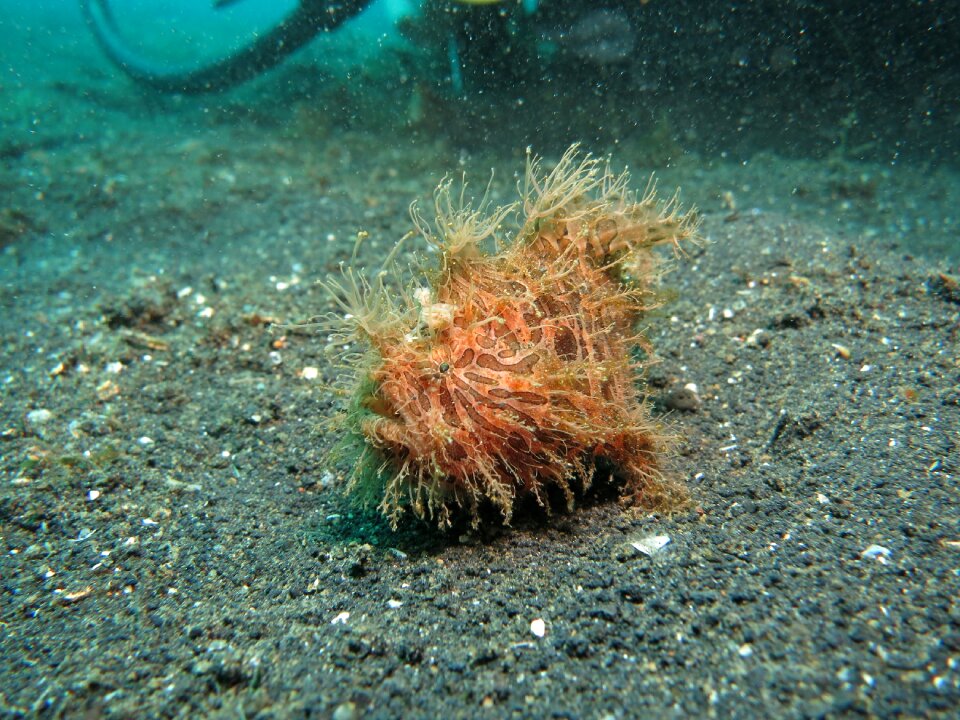 Underwater sea ocean