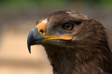 Falkner raptor nature photo