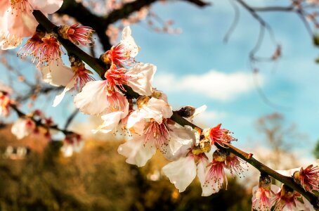 Flowering twig pink spring photo