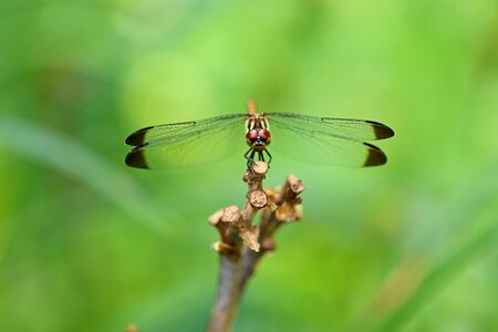 Dragonfly landscape park photo