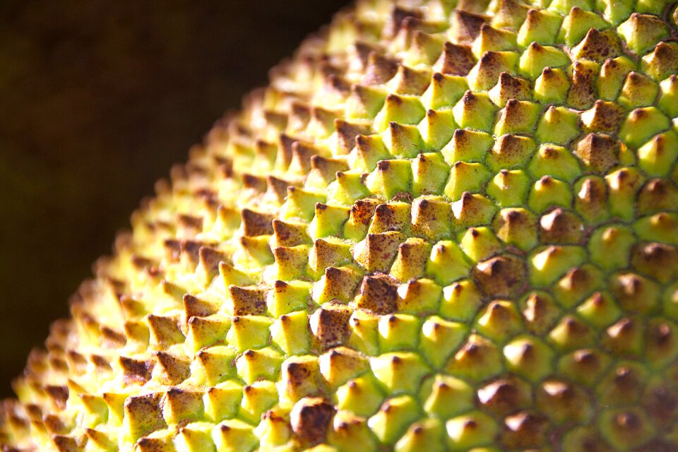 Fruit structure background