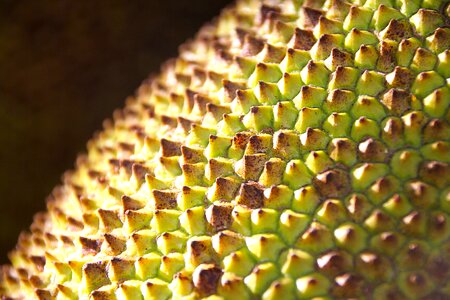 Fruit structure background