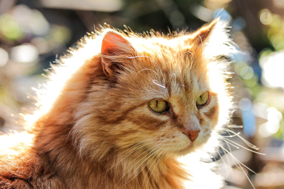 Red cat my favorite pets